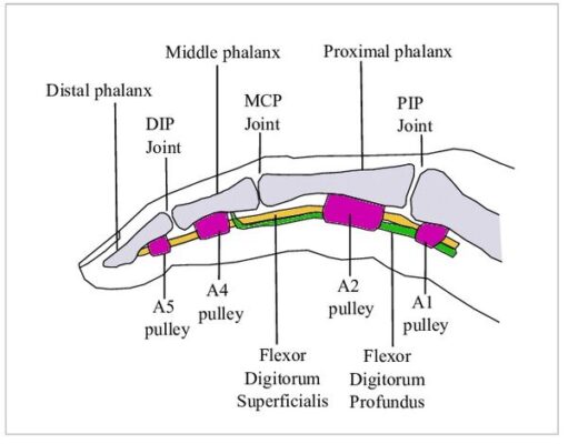 Anatomy finger joints
