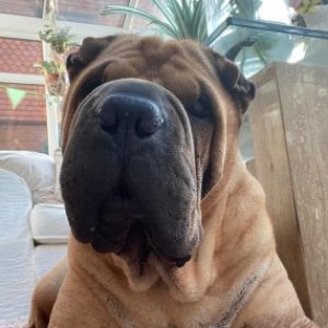 Profile photo of KingRoryTheRed