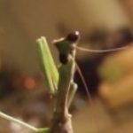 Profile photo of acalitac