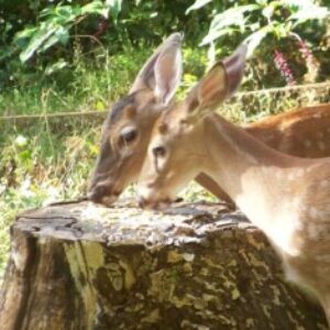 Profile photo of Klutz