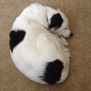 Profile photo of Finlaydog