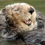 Profile photo of hobie_perry