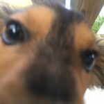 Profile photo of 5thDog