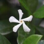 Profile photo of Jessamine