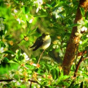 Profile photo of SuzyQ