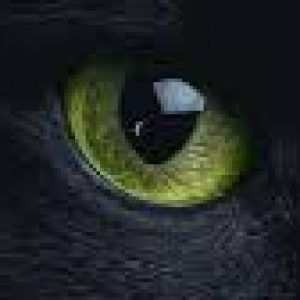 Profile photo of ShadowCat