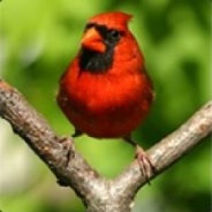 Profile photo of daveswaney@gmail.com