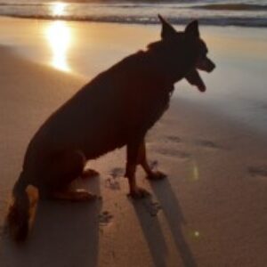 Profile photo of Tommo