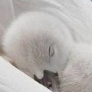 Profile photo of 62promise