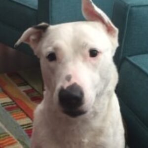 Profile photo of blu