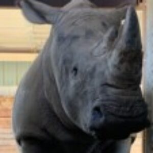 Profile photo of Zuri