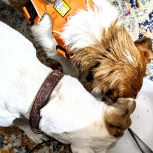 Profile photo of jackrussells