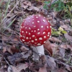 Profile photo of efka