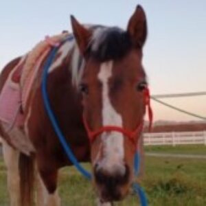 Profile photo of Jens-horse-time