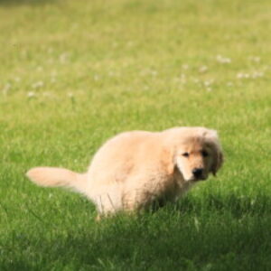 Profile photo of Jeffff