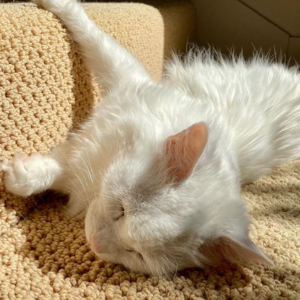 Profile photo of JJ_Johnson