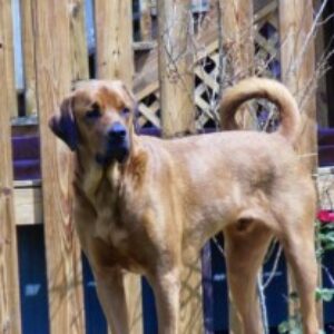 Profile photo of N2Storms