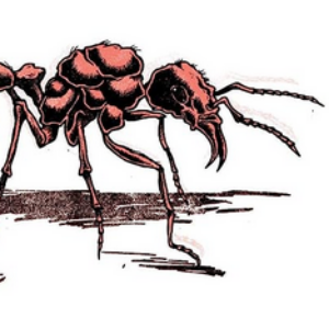 Profile photo of ameisenstaat