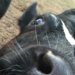 Profile photo of unclesnacker