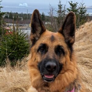 Profile photo of Barb-NFLD