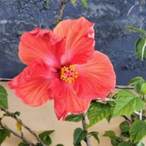 Profile photo of roadkng55