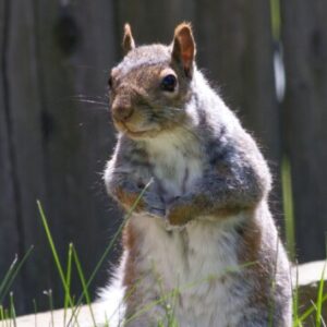 Profile photo of johniccp