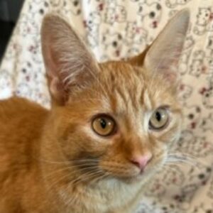 Profile photo of karlawehling