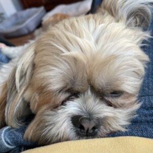 Profile photo of Stubbs