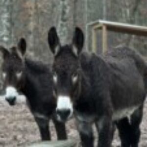 Profile photo of DarkAtoms
