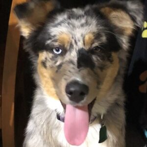 Profile photo of Jillibo