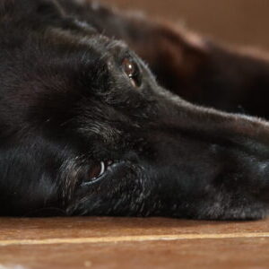 Profile photo of paws