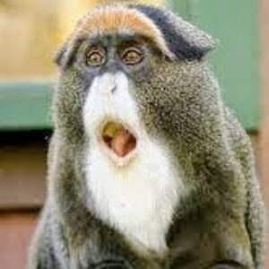 Profile photo of Bodih