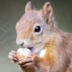 Profile photo of emanchoragegmail-com