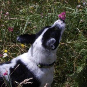 Profile photo of SandyN