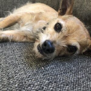 Profile photo of tc4trauma